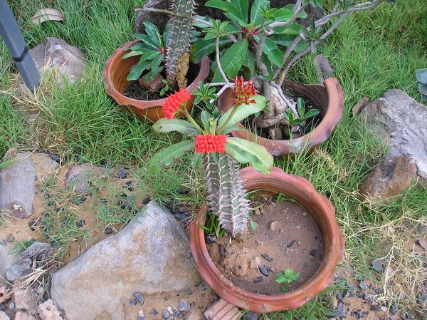 Rectangle Flower