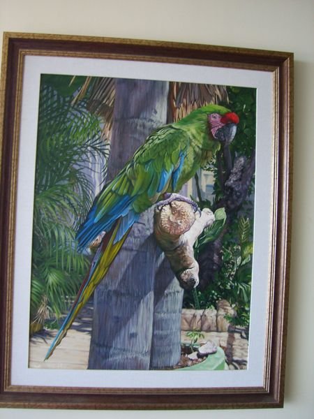 Parrot painting another by Bill White