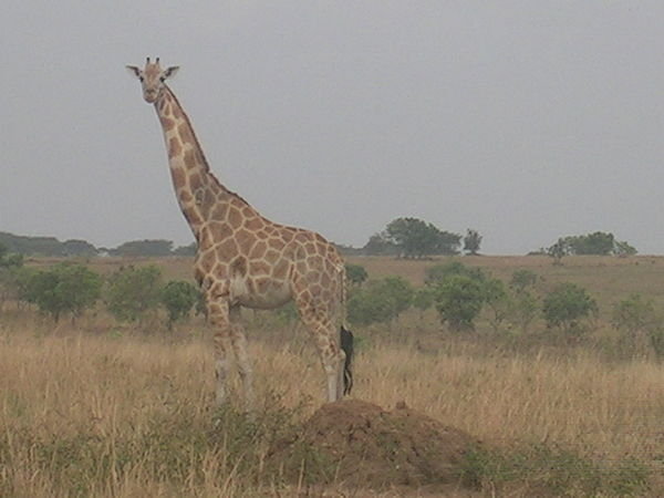 we saw so many giraffs and so close by! Amazing