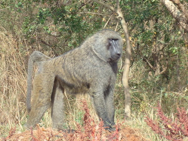 big monkey-"baboon"