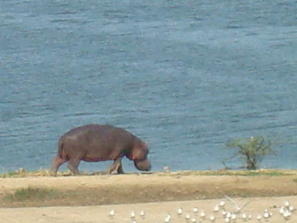 The animals we saw:"Hippos"