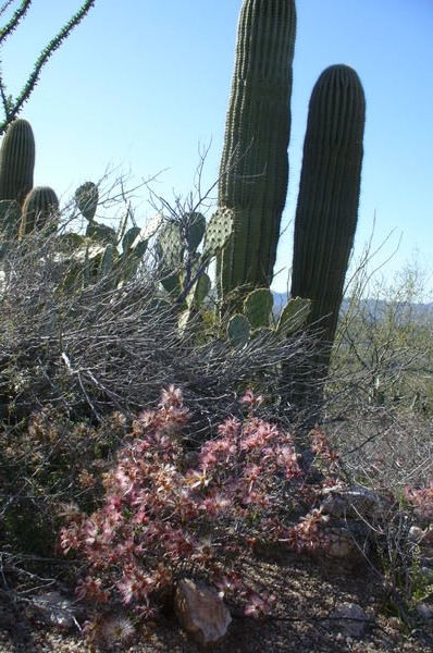 saguaro with fairy dusters