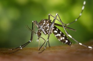 dengue tiger mosquito