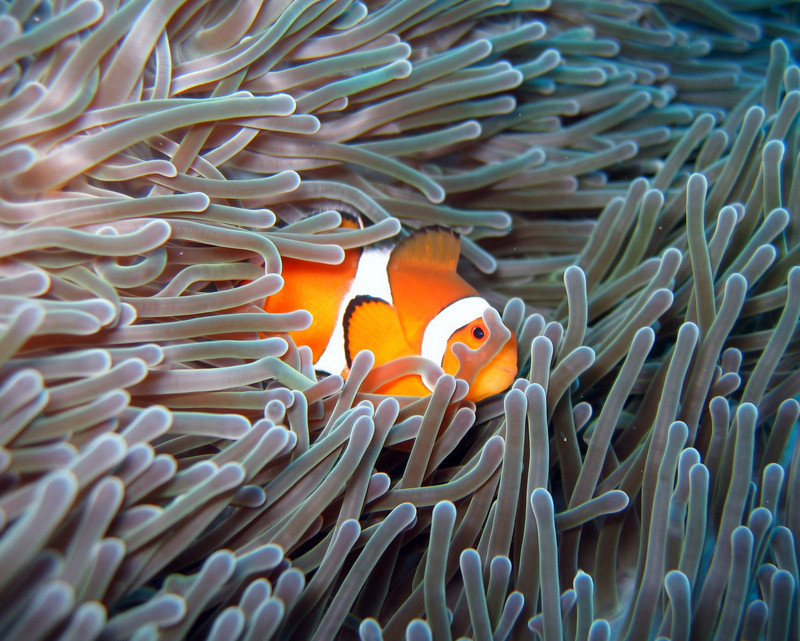 clown fish & sea anemone b/c this picture is required