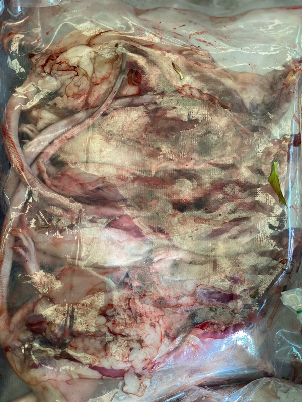 rats. vacuum sealed. for eating. seriously