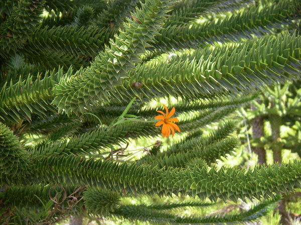 flower amongst Araucaria branches