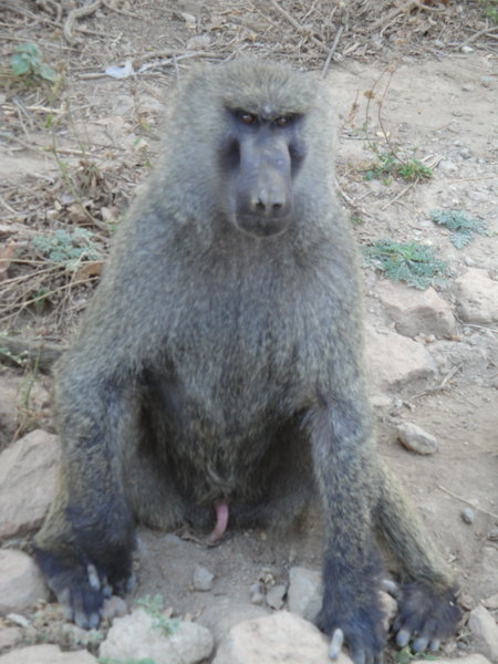 unimpressed baboon