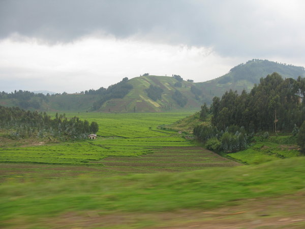tea plantations and patchwork hills of Rwanda