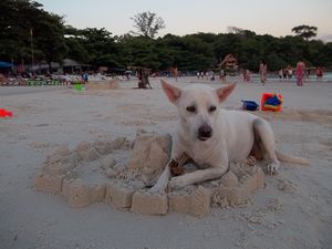 Dog-King of the sand castle