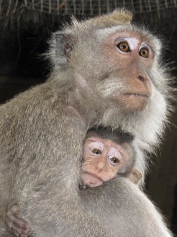 Mama Monkey & Baby