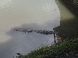 Chagres Croc