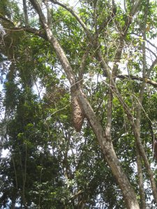 Gamboa Preserve