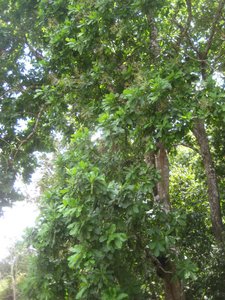 Gamboa Wild Cashew Tree