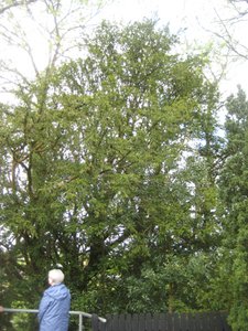 Giant Yew tree