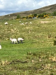 Sheep, sheep, more sheep