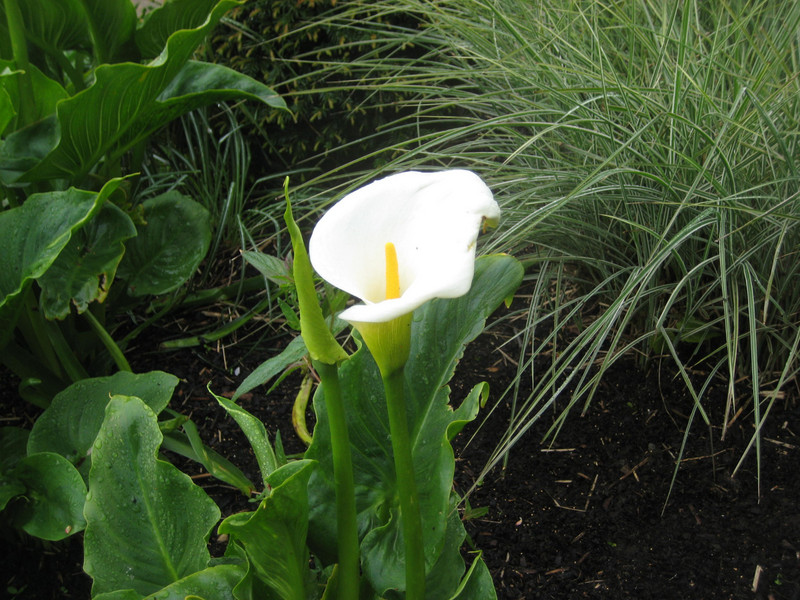 Cala lily in jfk park