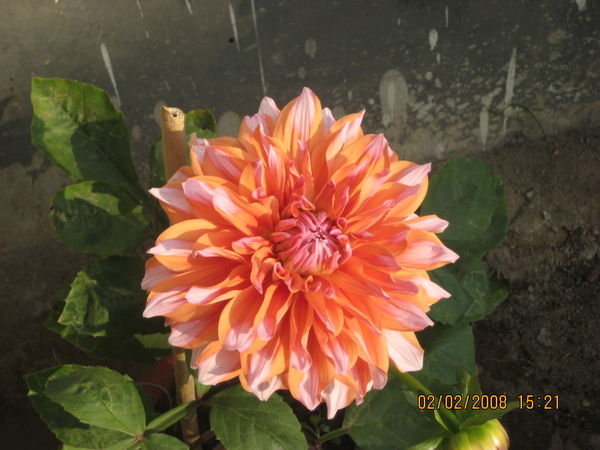 Another beautiful flower