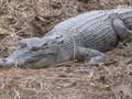 close up of the croc