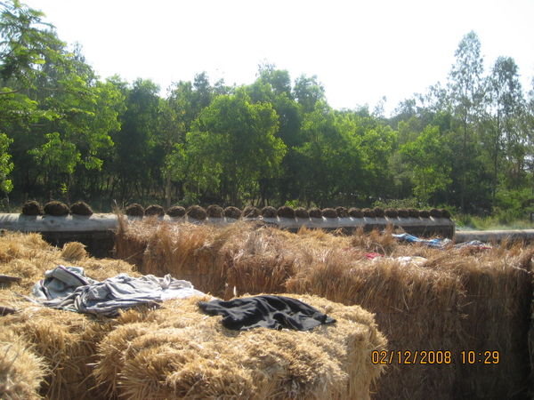 Cow Patties drying