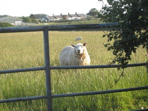 Sheep back on the farm