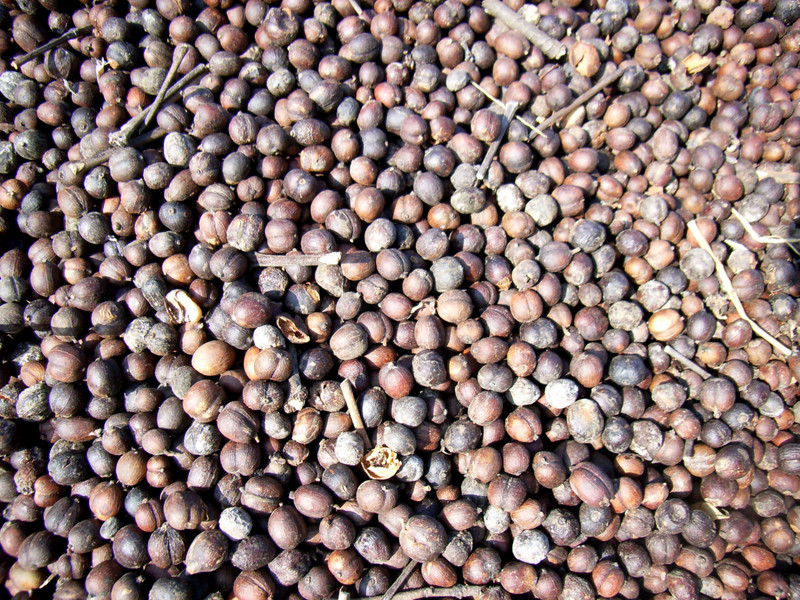 Coffee beans dried in the sun in Buôn Mê Thuột city, Central Highlands