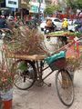 Peach blossoms on a bike at a local market