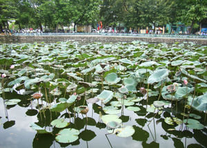 Lotus lake in front of Trấn Quốc pagoda