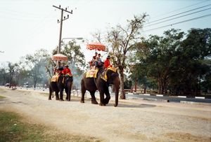 Elephants at Authaya
