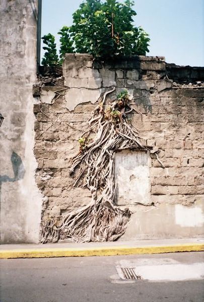The root on the old wall at Intramurous