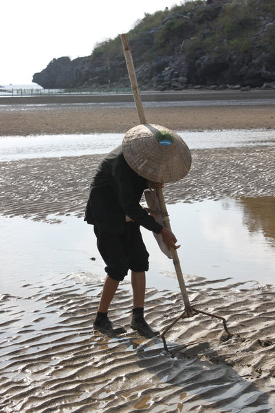 Raking beach sand to find clams