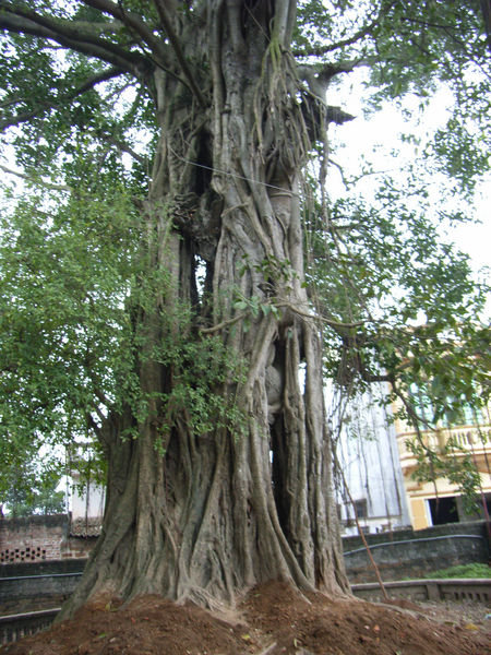 Old tree at Mía pagoda