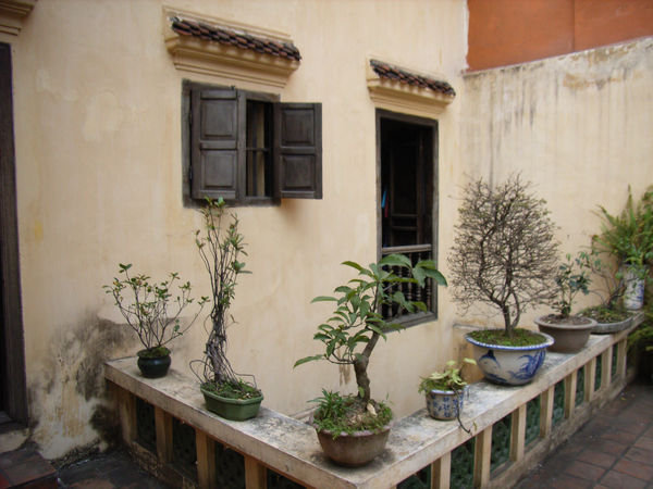 Background garden at House No. 87, Mã Mây street 