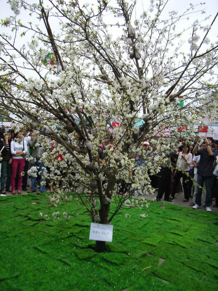 One of 3 Sakura trees at the Festival