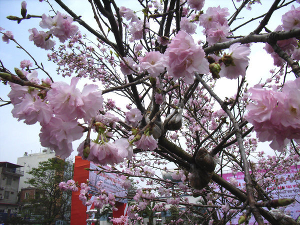 Sakura (pink flower) 