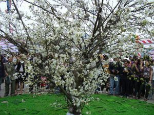 One of 3 Sakura trees at the Festival 