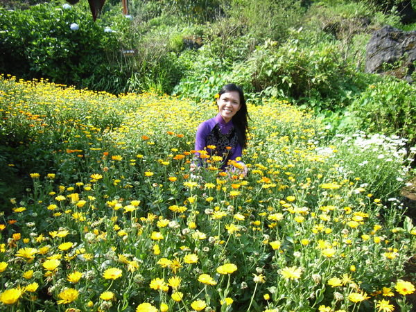Flower garden on Hàm Rồng mountain