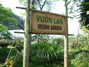 Orchid garden on Hàm Rồng mountain