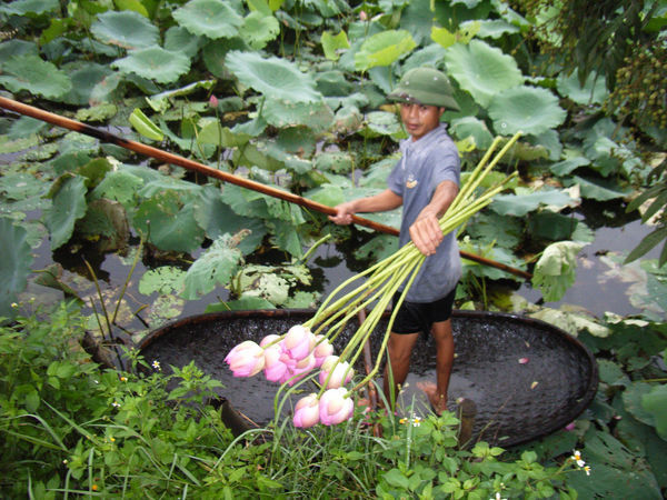 Mr Quang and lotus flowers 