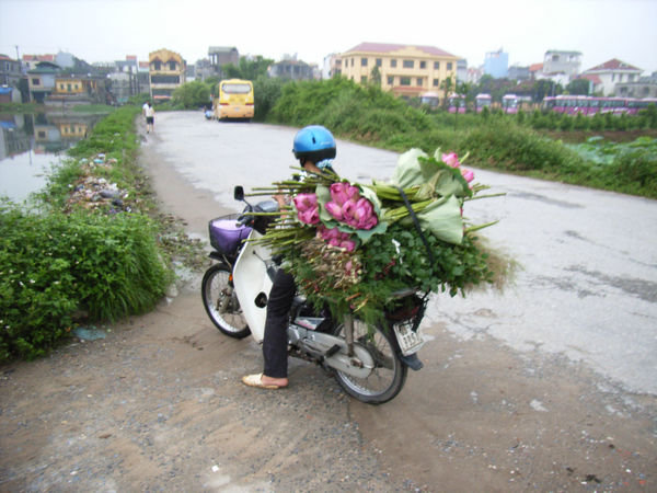 Lotus flowers on a bike