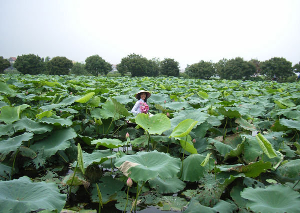 The lotus lake