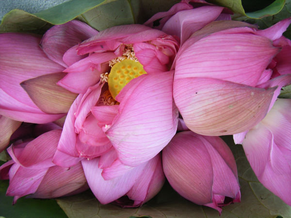 A close up of lotus flowers