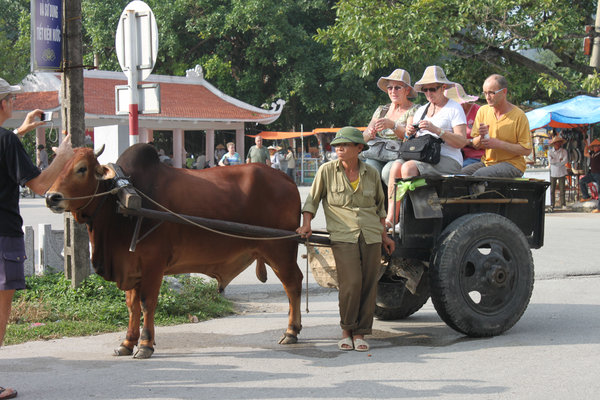 Ox cart for tourists in Tam Cốc site, Ninh Bình province