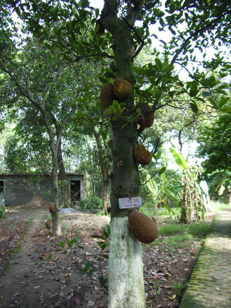 Jackfruit behind Dầm temple