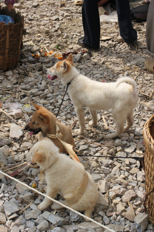 Dogs sold at Sunday market in Hà Giang province
