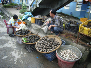 Selling snails and oysters in Cà Mau city