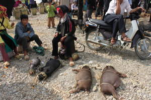 Pigs sold at Sunday market in Hà Giang province