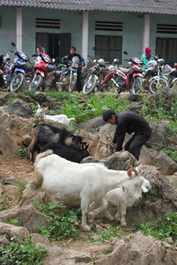 Selling goats at a market in Hà Giang province