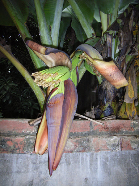 Banana flower 