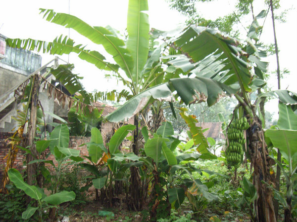Banana garden