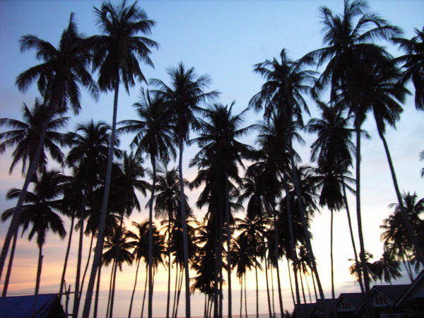 Coconut trees at sunset